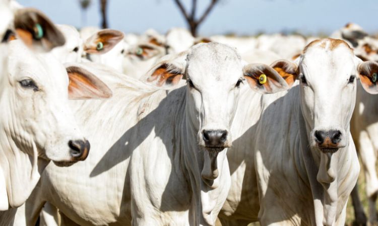 Coordenador alerta para baixa procura de grupo prioritário pela vacina contra dengue em Sinop (7)