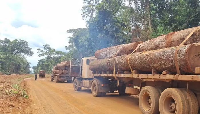 Motoristas fogem e cinco caminhões com madeira ilegal são apreendidos em Feliz Natal (MT)