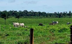 Coordenador alerta para baixa procura de grupo prioritário pela vacina contra dengue em Sinop (7)