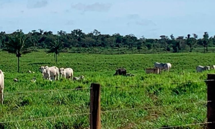 Coordenador alerta para baixa procura de grupo prioritário pela vacina contra dengue em Sinop (7)