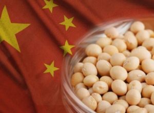 Demanda chinesa pela soja brasileira desacelera em janeiro