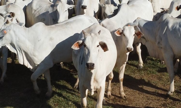 Sindifrigo-MT alerta para impactos da tarifa dos EUA sobre carne brasileira